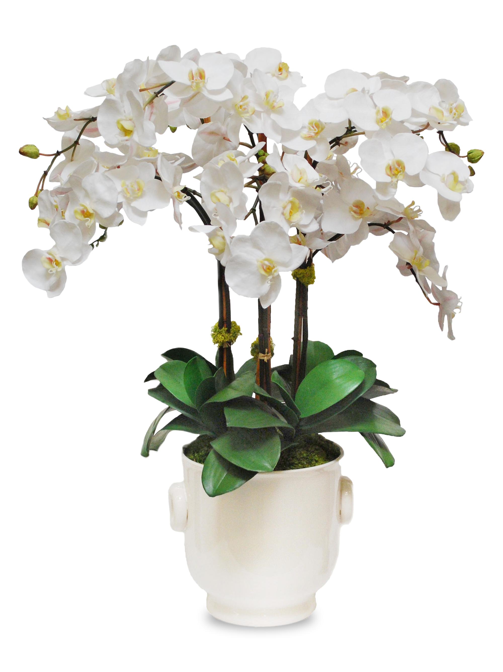 Winward Home Everyday Floral Imitation Phalaenopsis In Ceramic Cache Pot