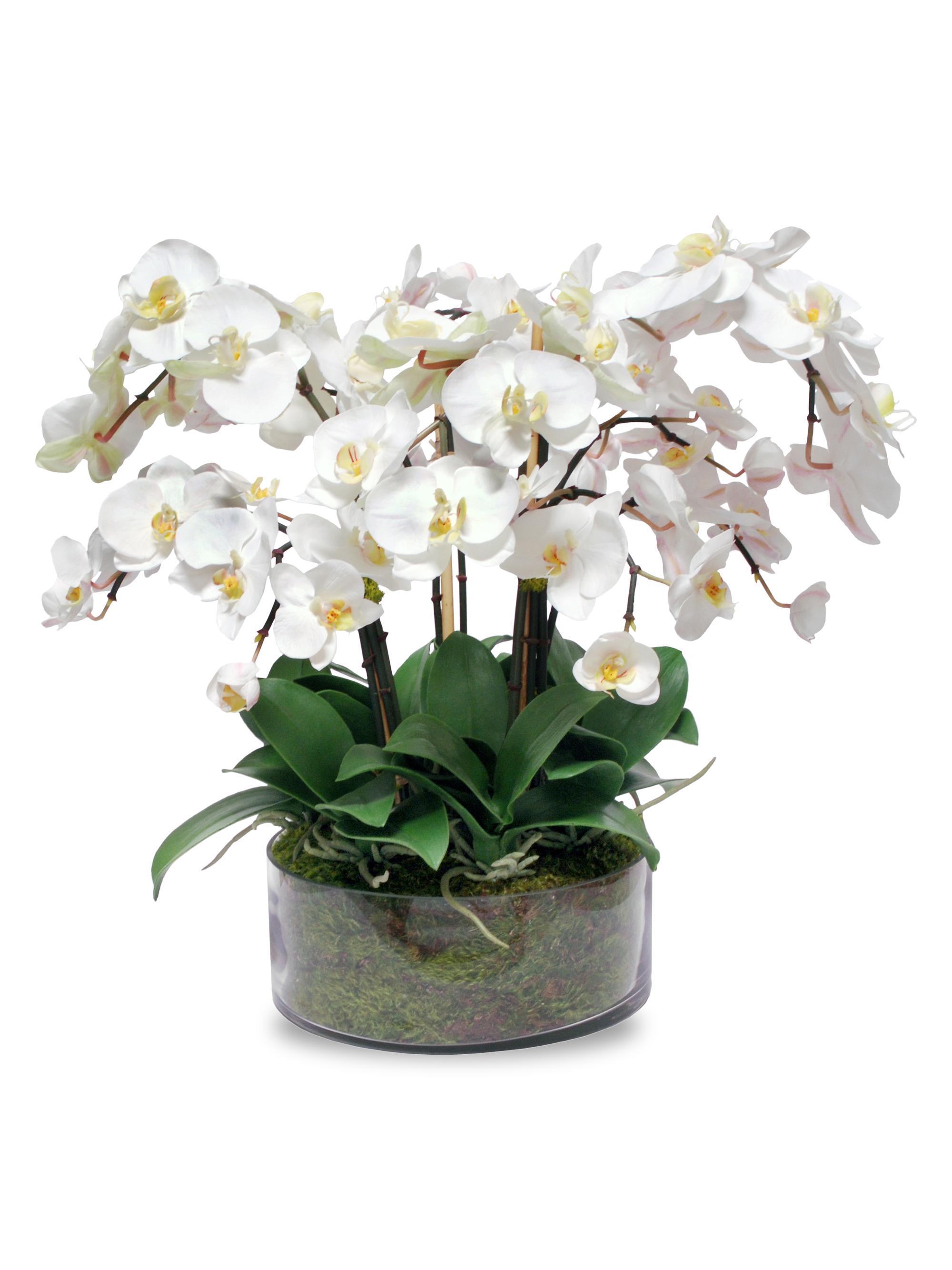 Winward Home Everyday Floral Imitation Phalaenopsis In Ceramic Vase
