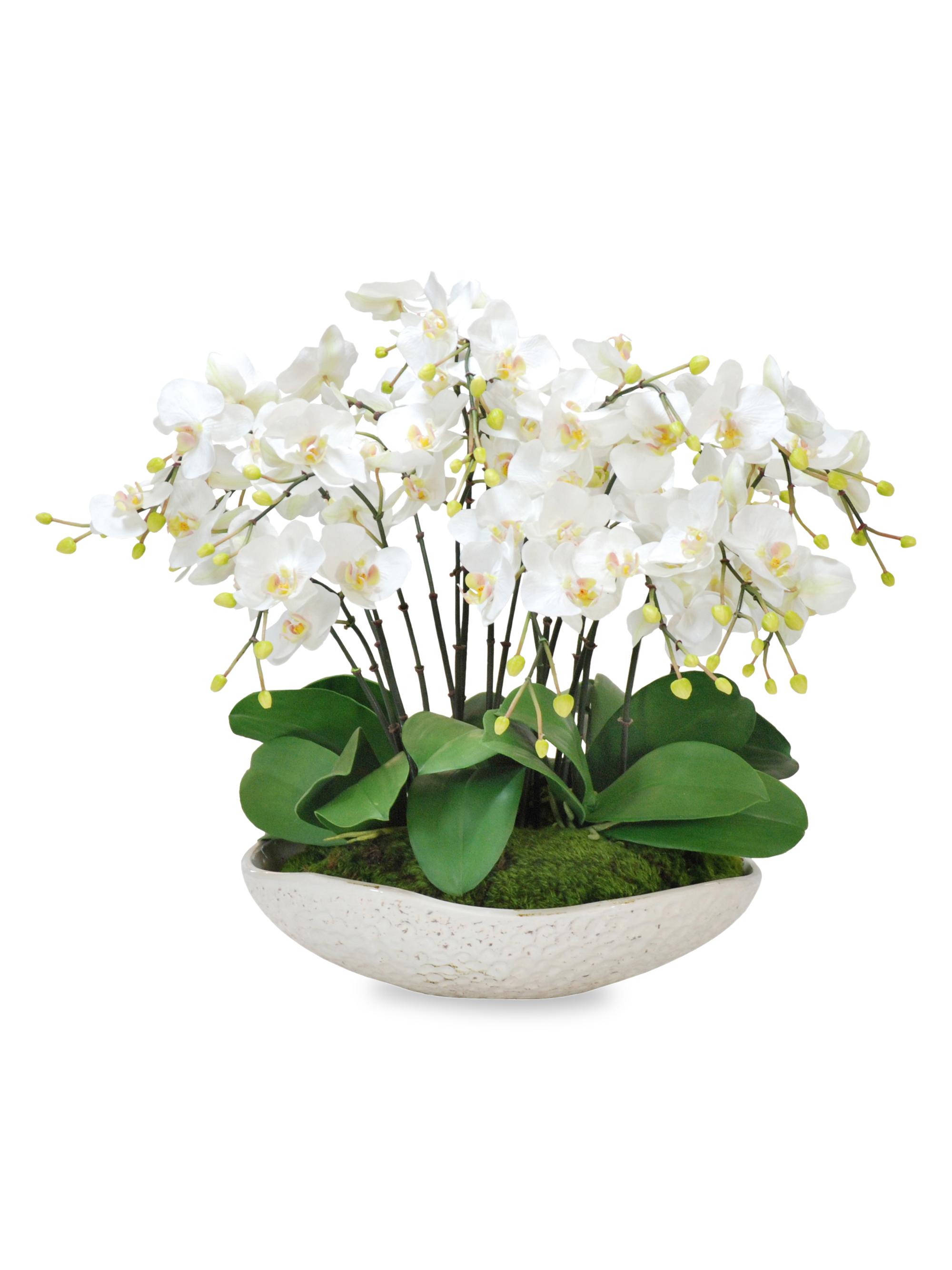 Everyday Floral White Orchids In Terracotta Bowl