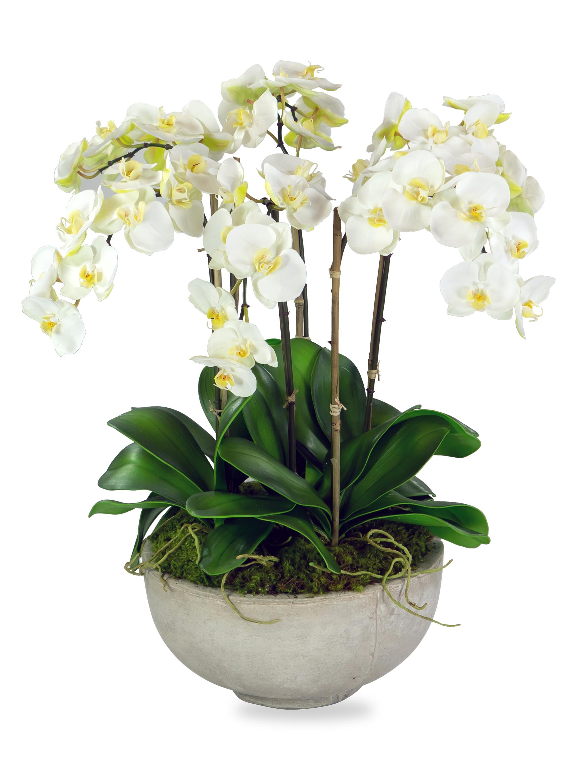 Winward Home Everyday Floral Imitation Orchids In Bowl