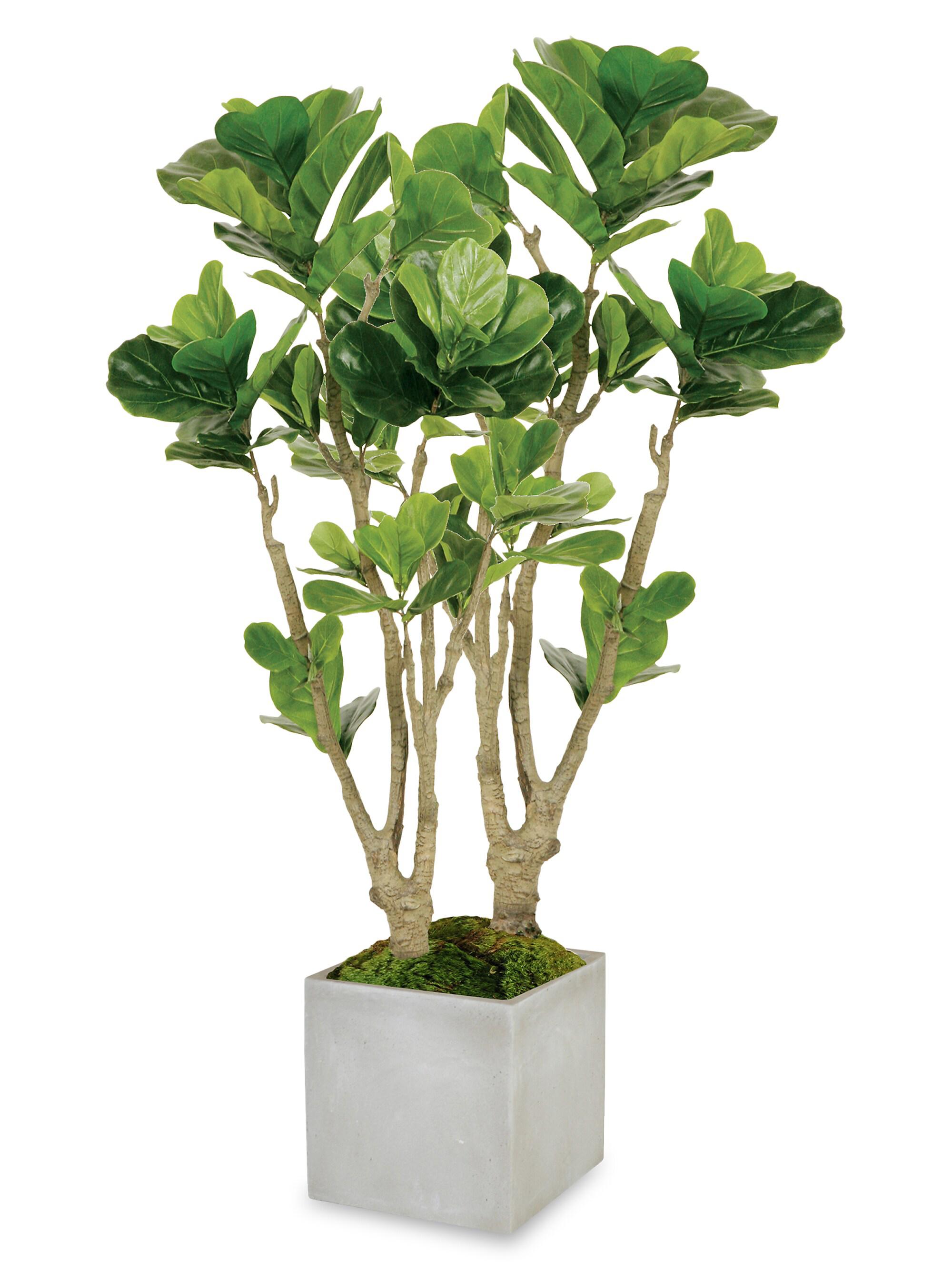 Winward Home Everyday Medium Fiddle Leaf Fig Tree