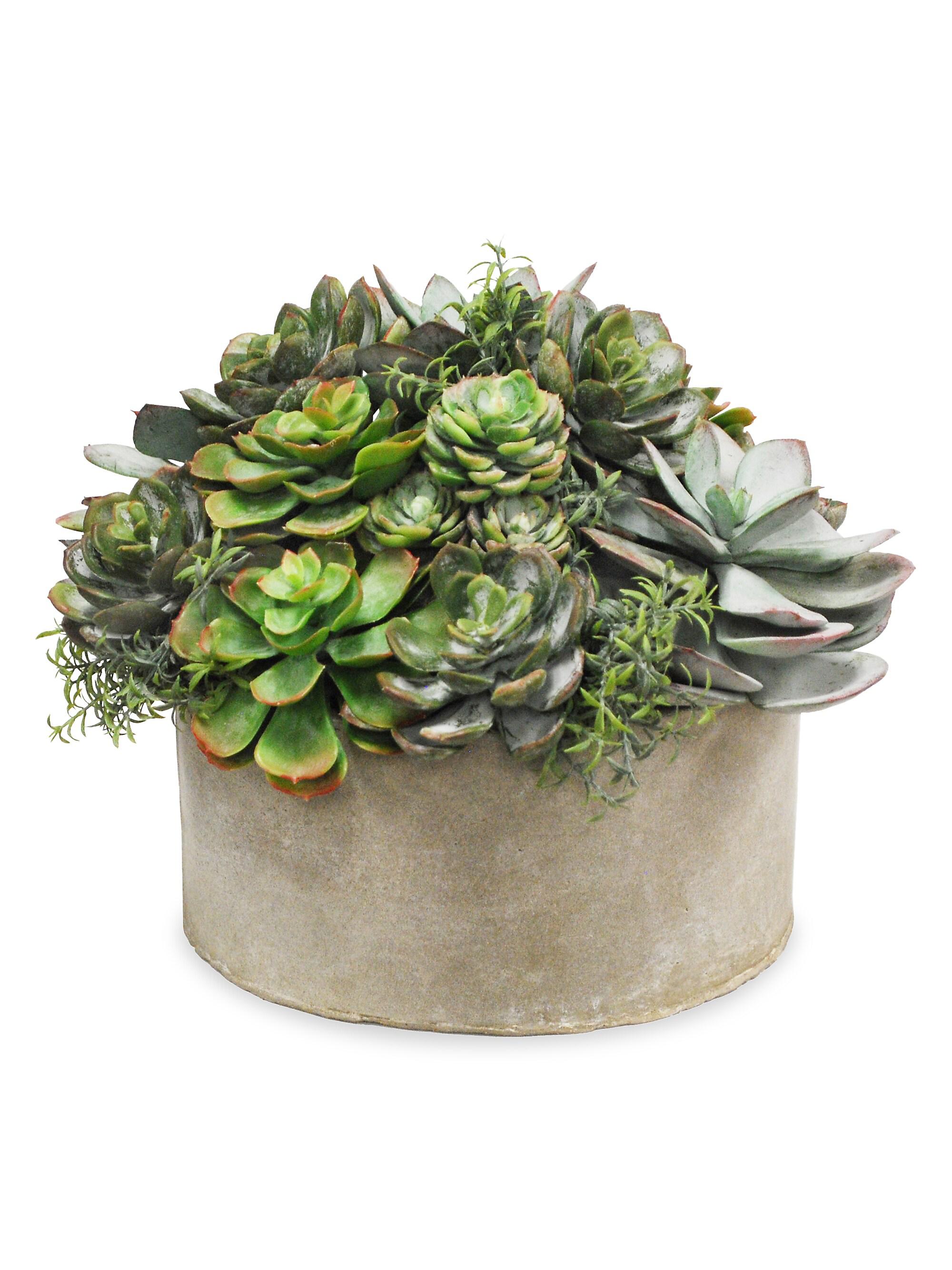 Winward Home Everyday Garden Planter Mix Succulent