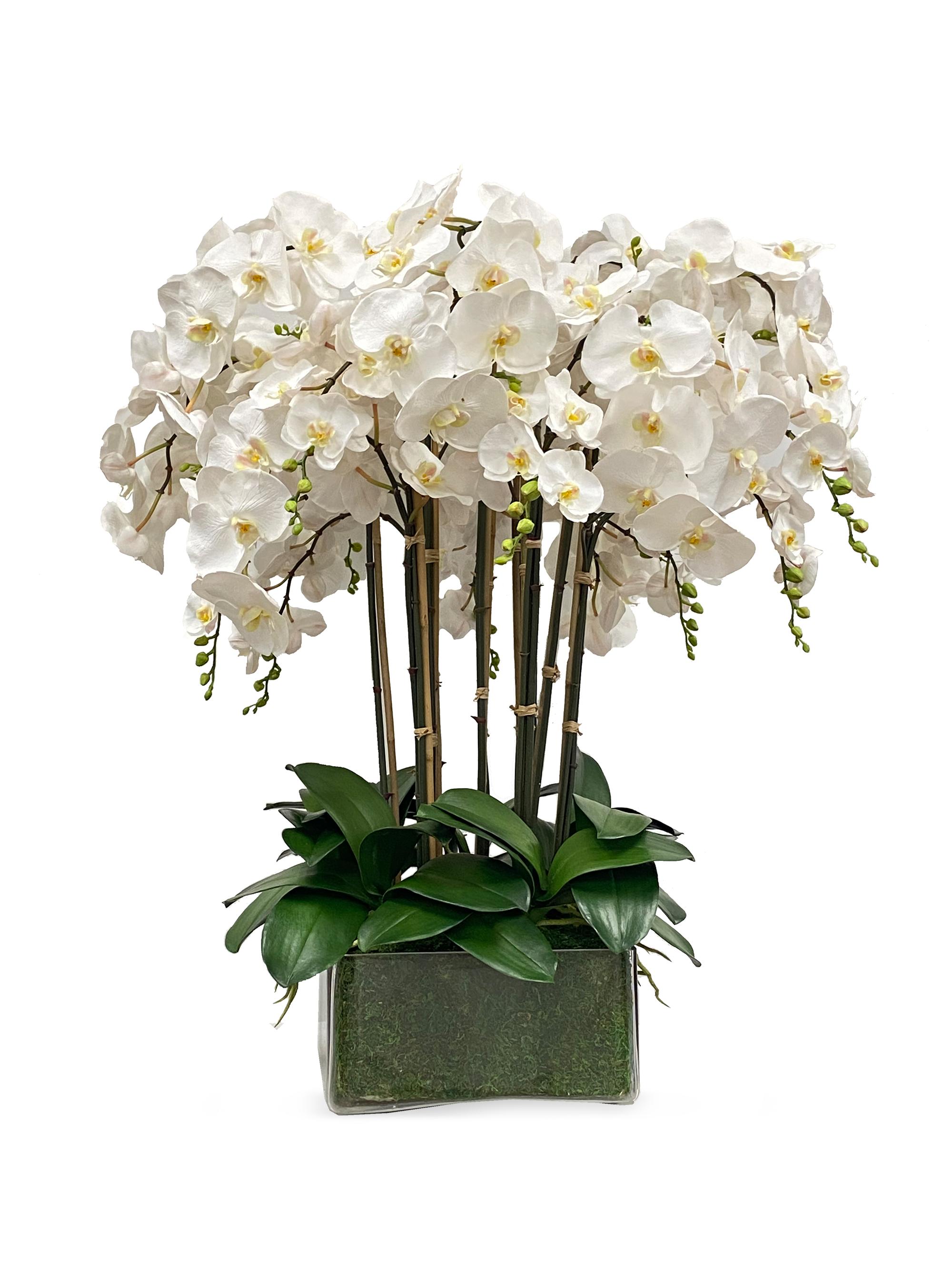 Everyday Floral Orchid Arrangement