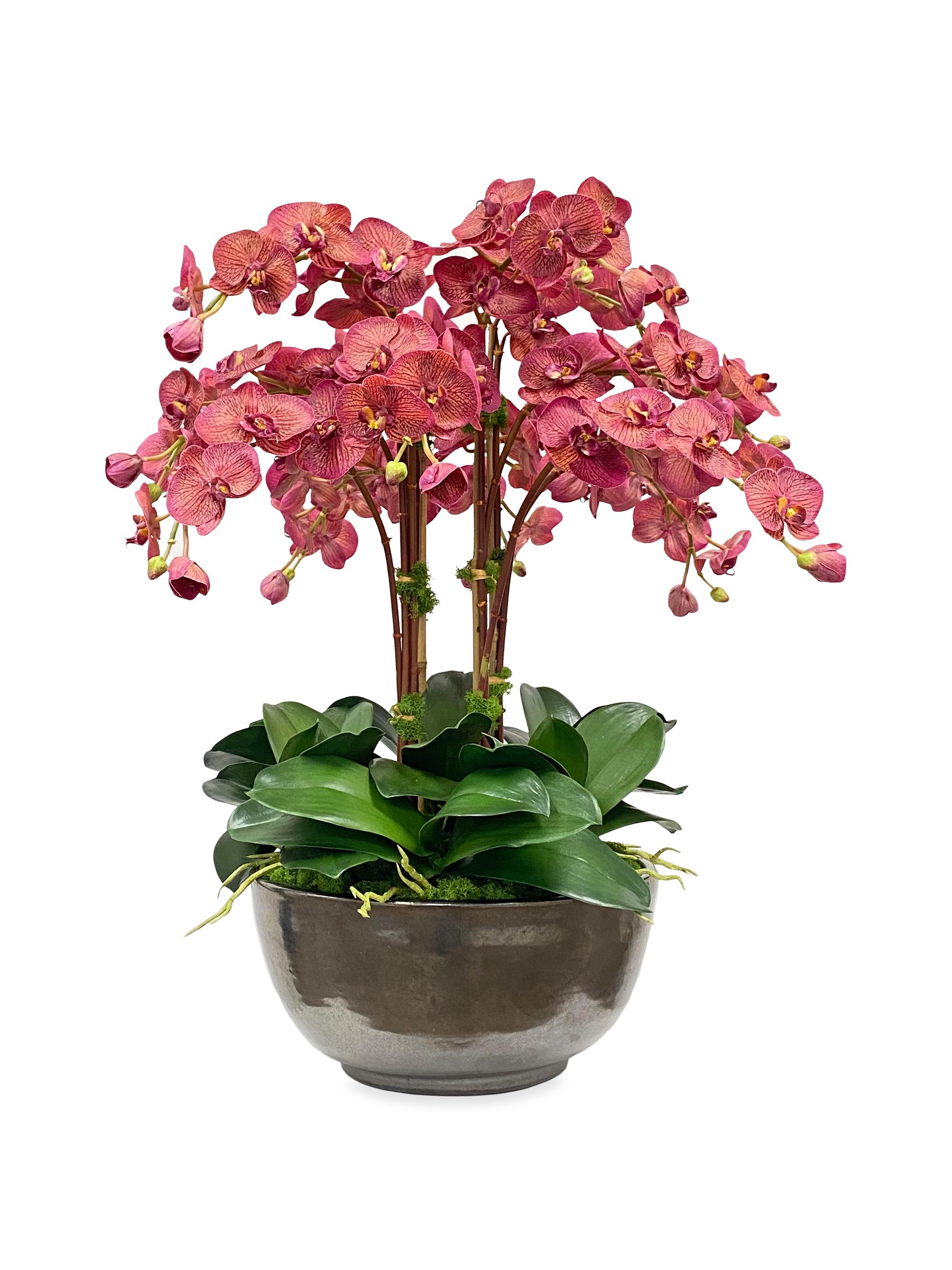 Everyday Floral Orchid Phalaenopsis Arrangement