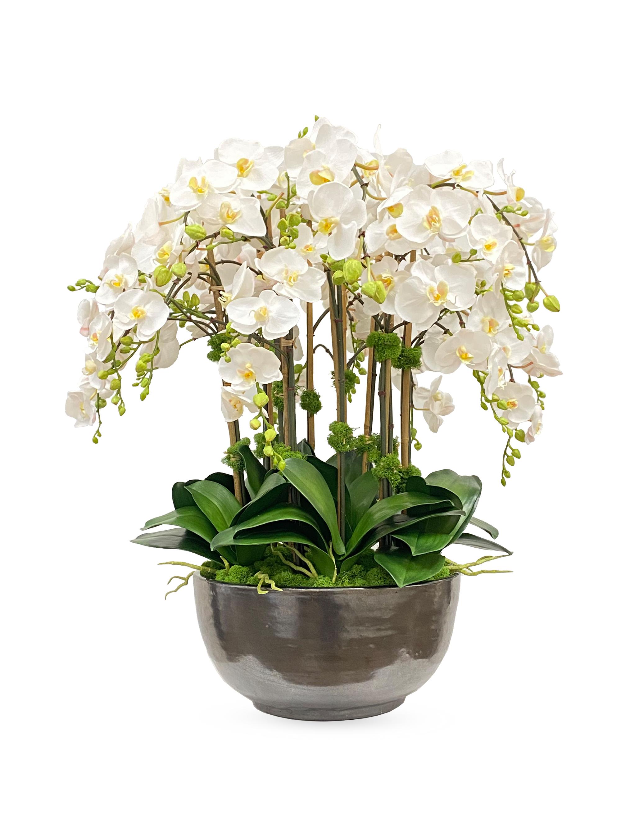 Everyday Floral Orchid Phalaenopsis Arrangement