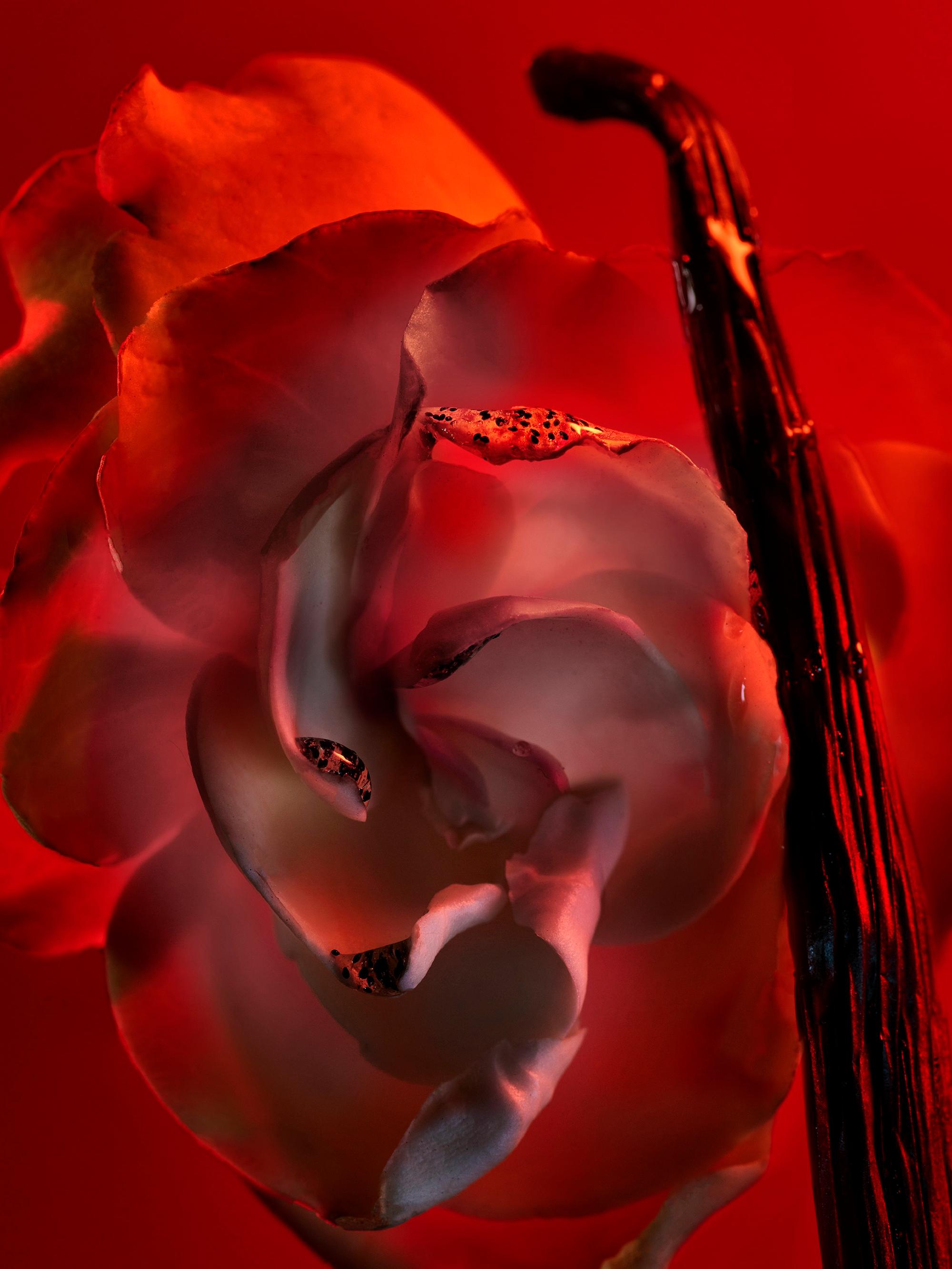 BVLGARI BACIAMI 香水 100ml Baciami Bvlgari perfume - a fragrance for women 2022