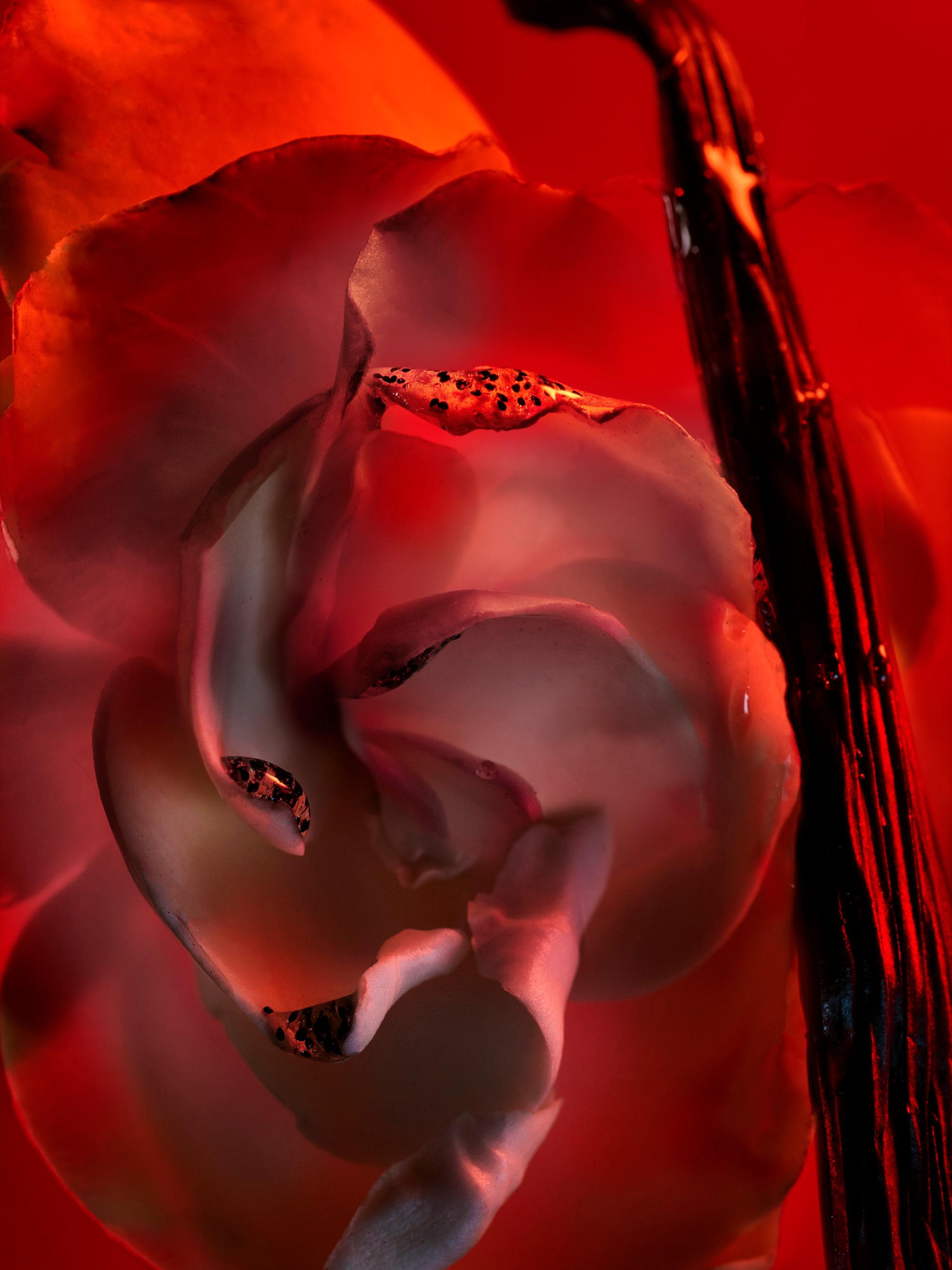 BVLGARI Allegra Baciami Parfum | Saks Fifth Avenue