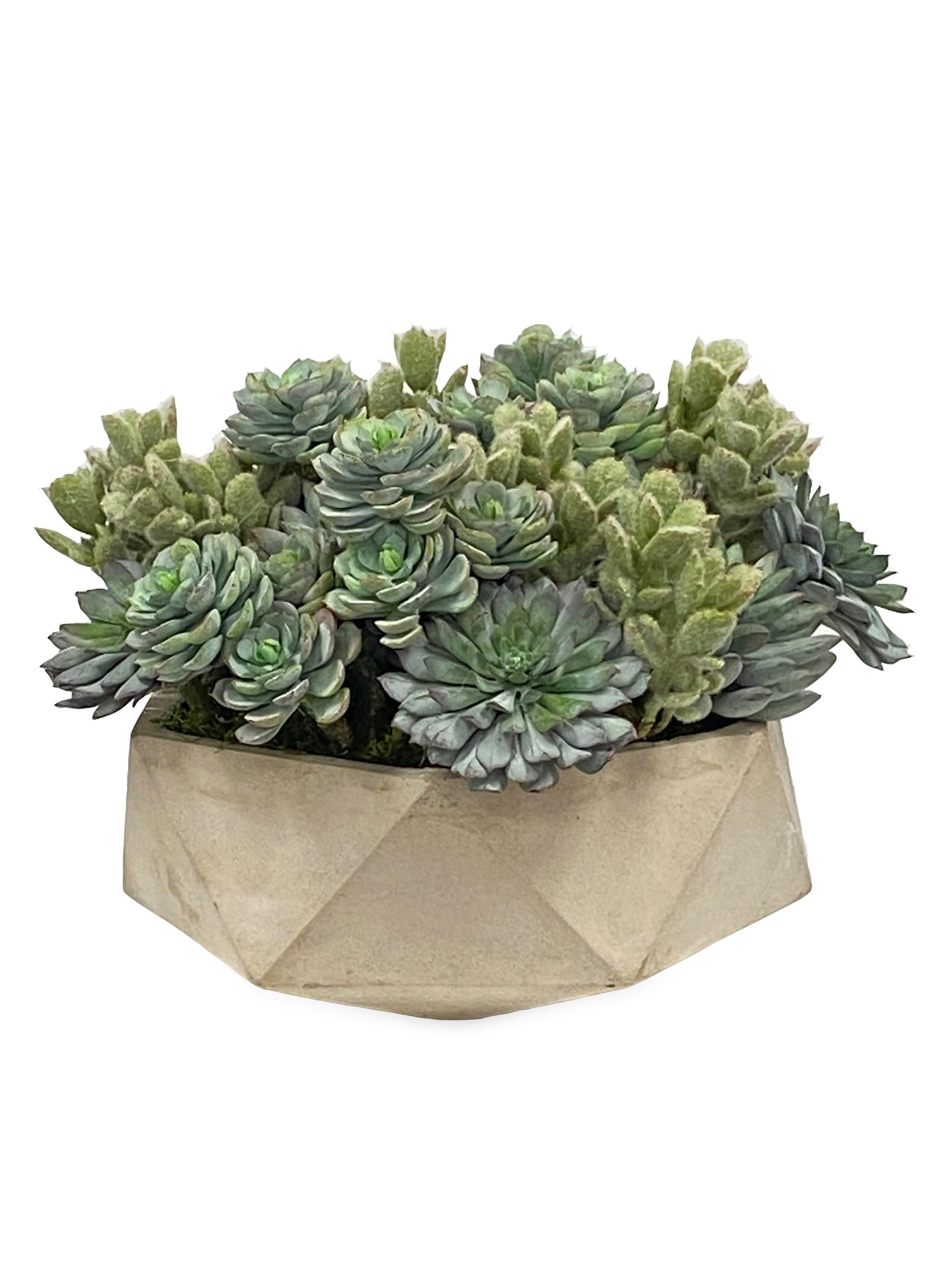 Winward Home Succulent in Hexagon Pot - Green