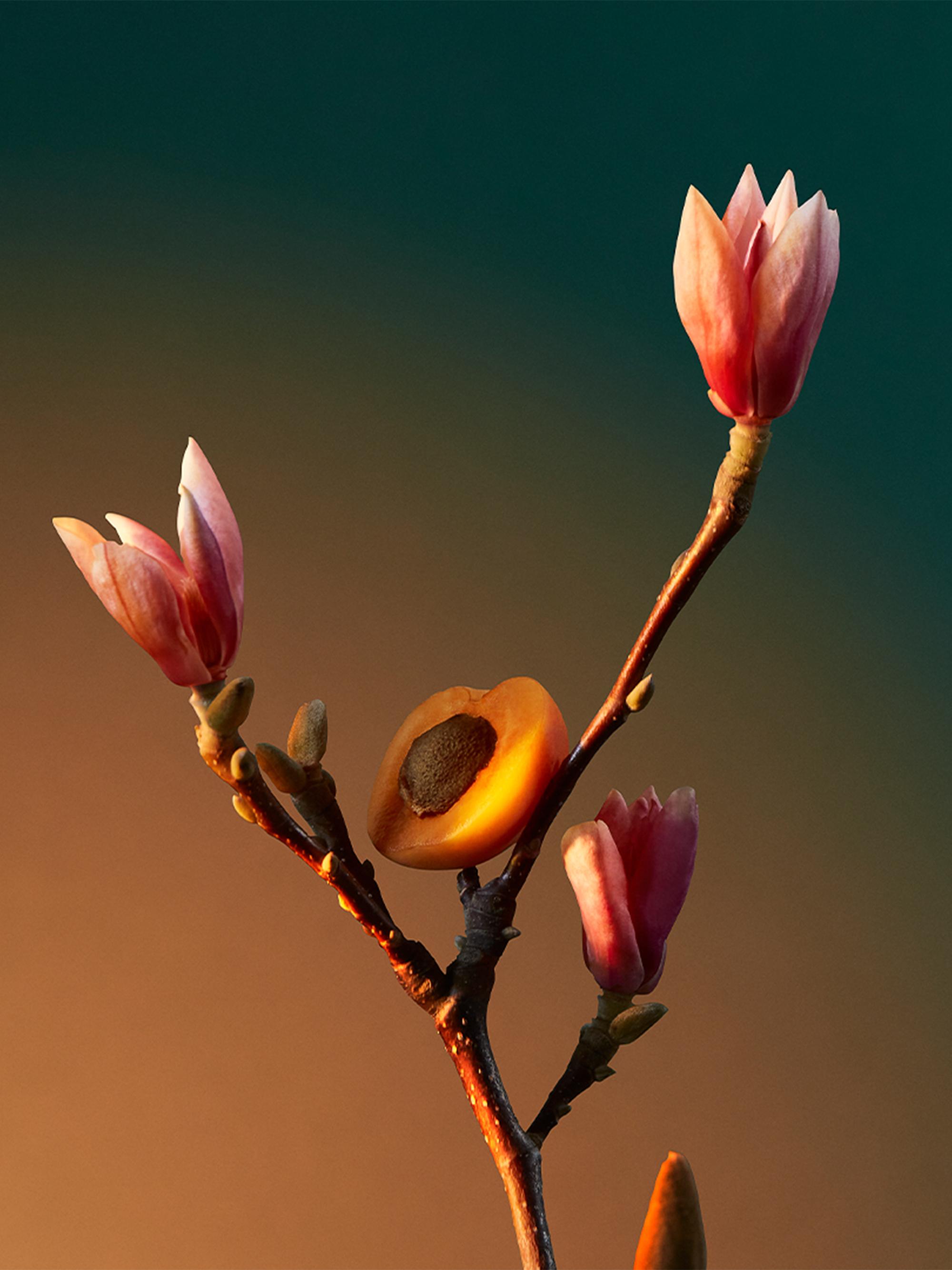 Penhaligon's Vra Vra Vroom Eau de Parfum | Saks Fifth Avenue