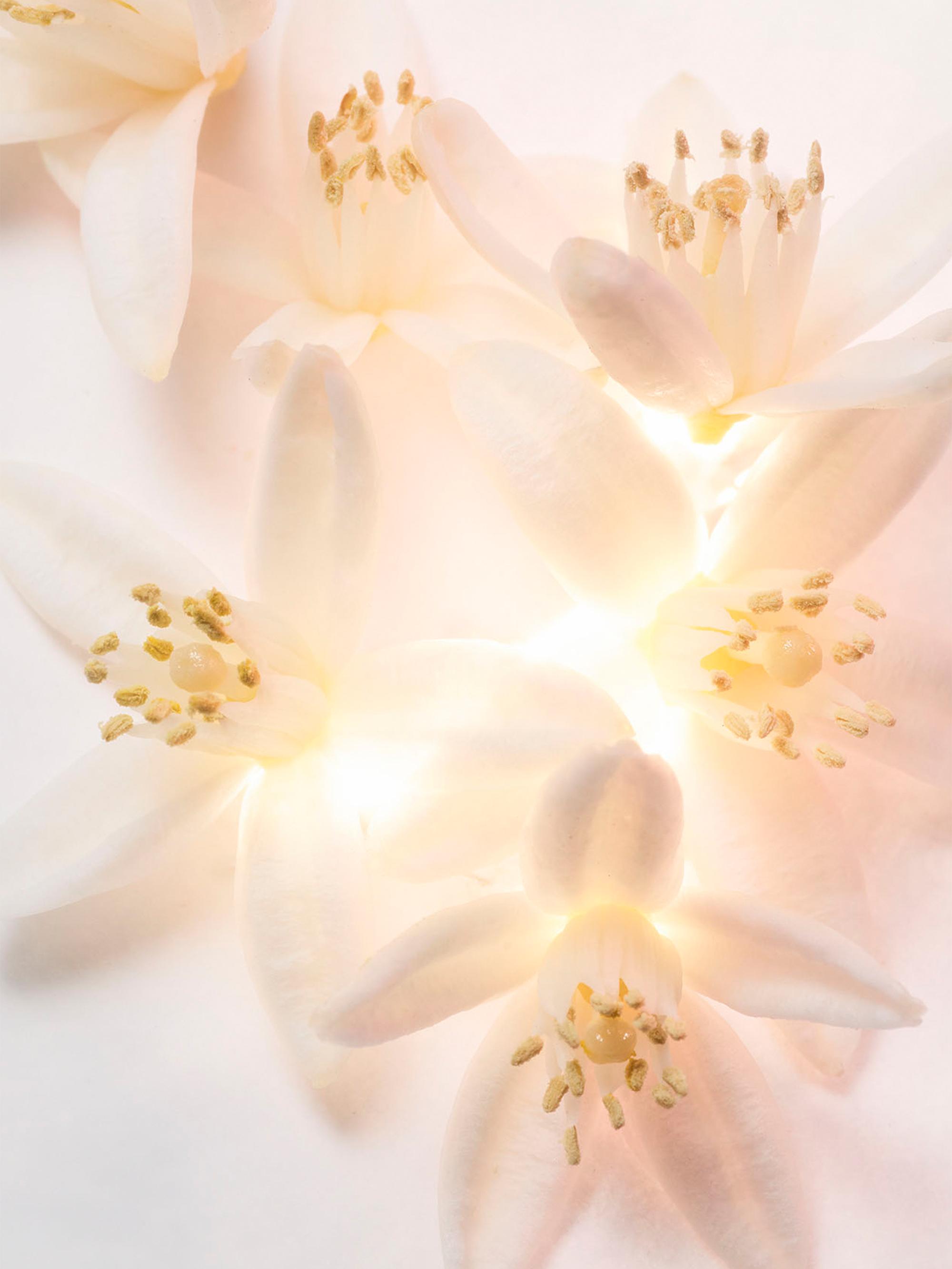 BVLGARI Allegra Magnifying Neroli Eau de Parfum | Saks Fifth Avenue