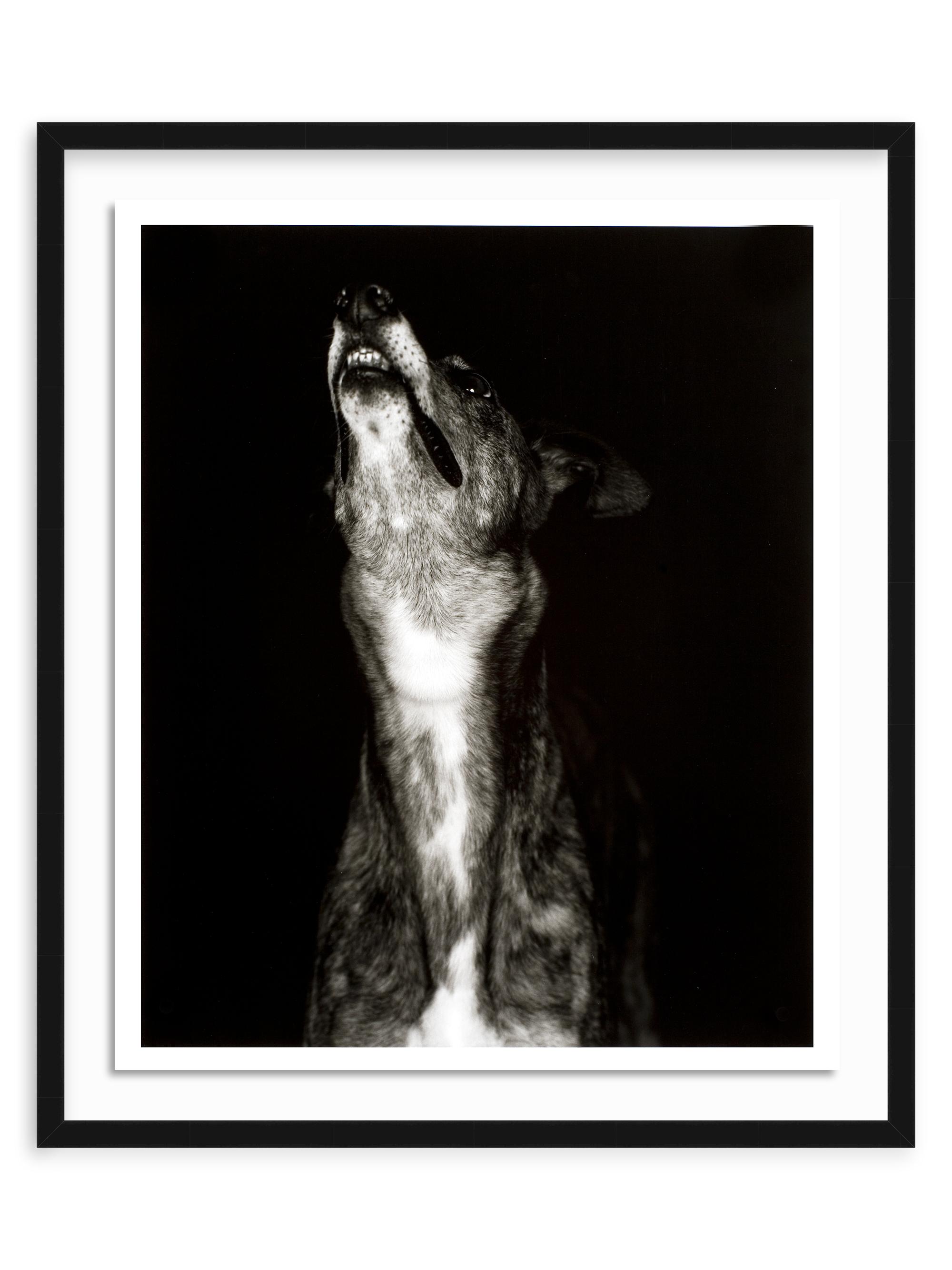 Humberto Rivas Ribeiro ''Galgo dos''Framed Photography on Paper, 28''x 24''