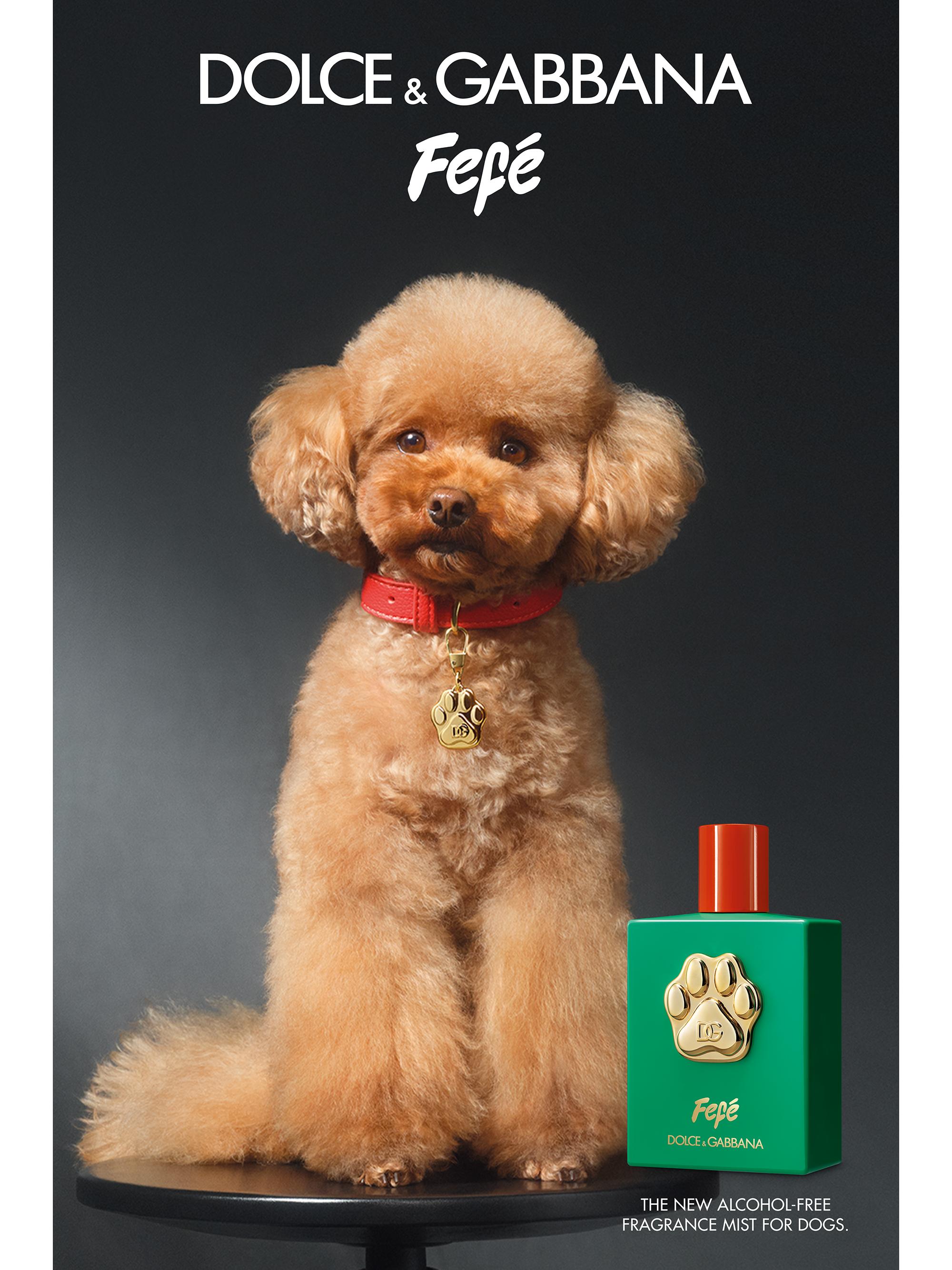 Dolce&Gabbana Fefé Fragrance Mist For Dogs | Saks Fifth Avenue