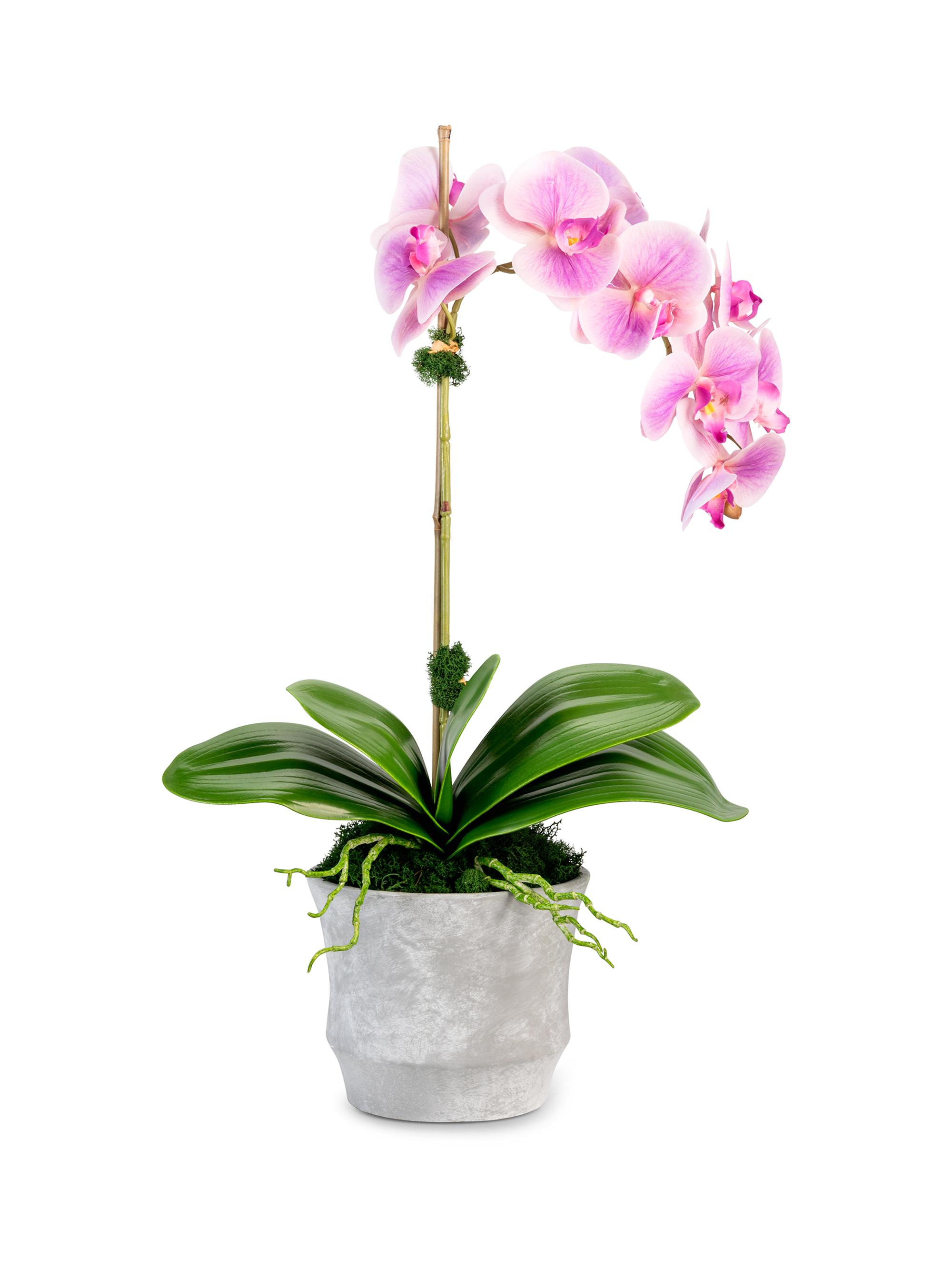 CocoBella Clementine RealTouch Orchid Arrangement - Periwinkle