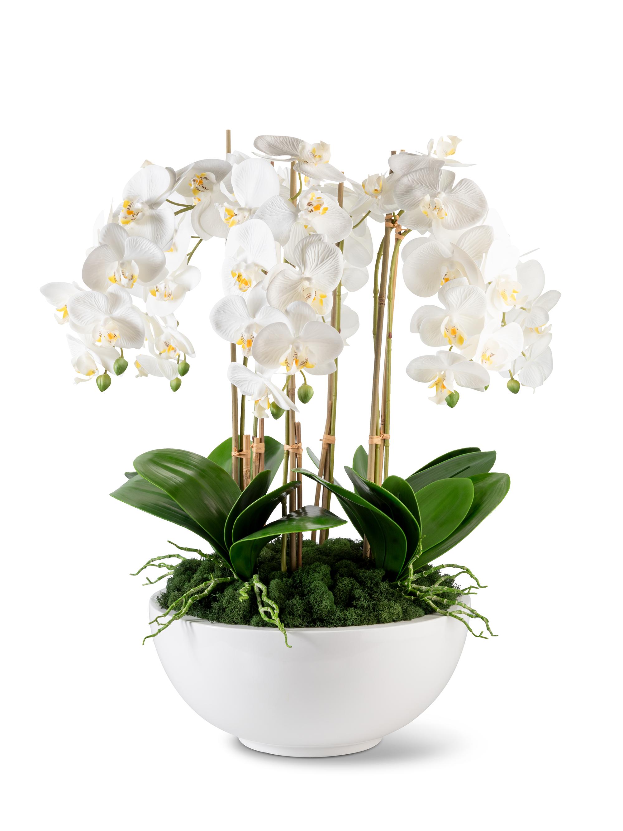 CocoBella Jetta Oversized Real Touch Orchid Arrangement - White