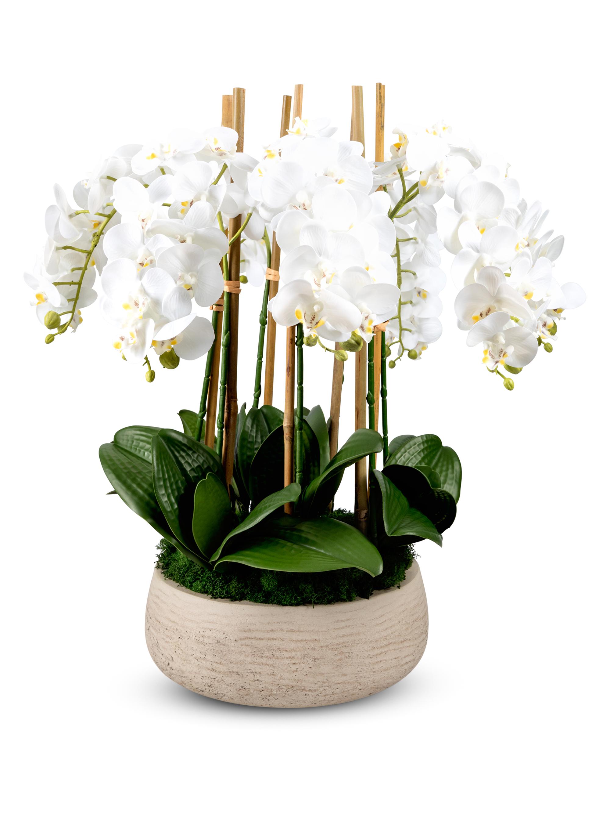 CocoBella Briar RealTouch Orchid Arrangement - Snow