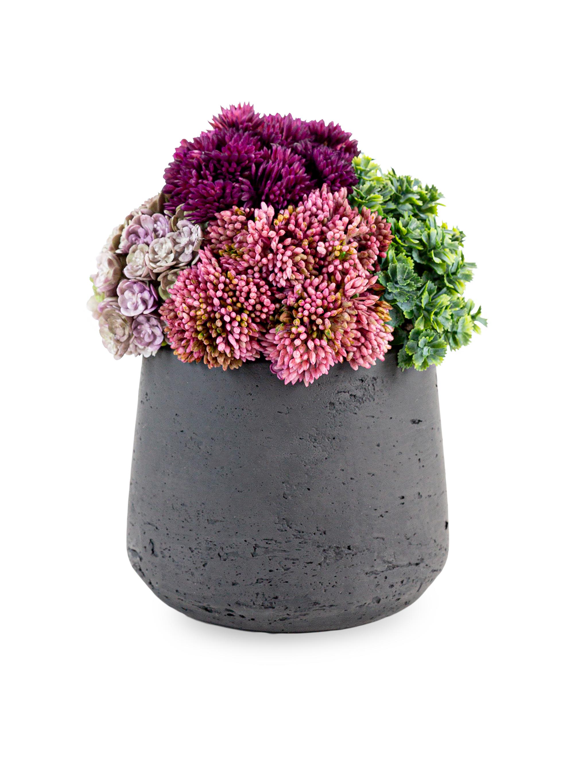 CocoBella Neriah Mini Sedum Arrangement - Grey Multicolor