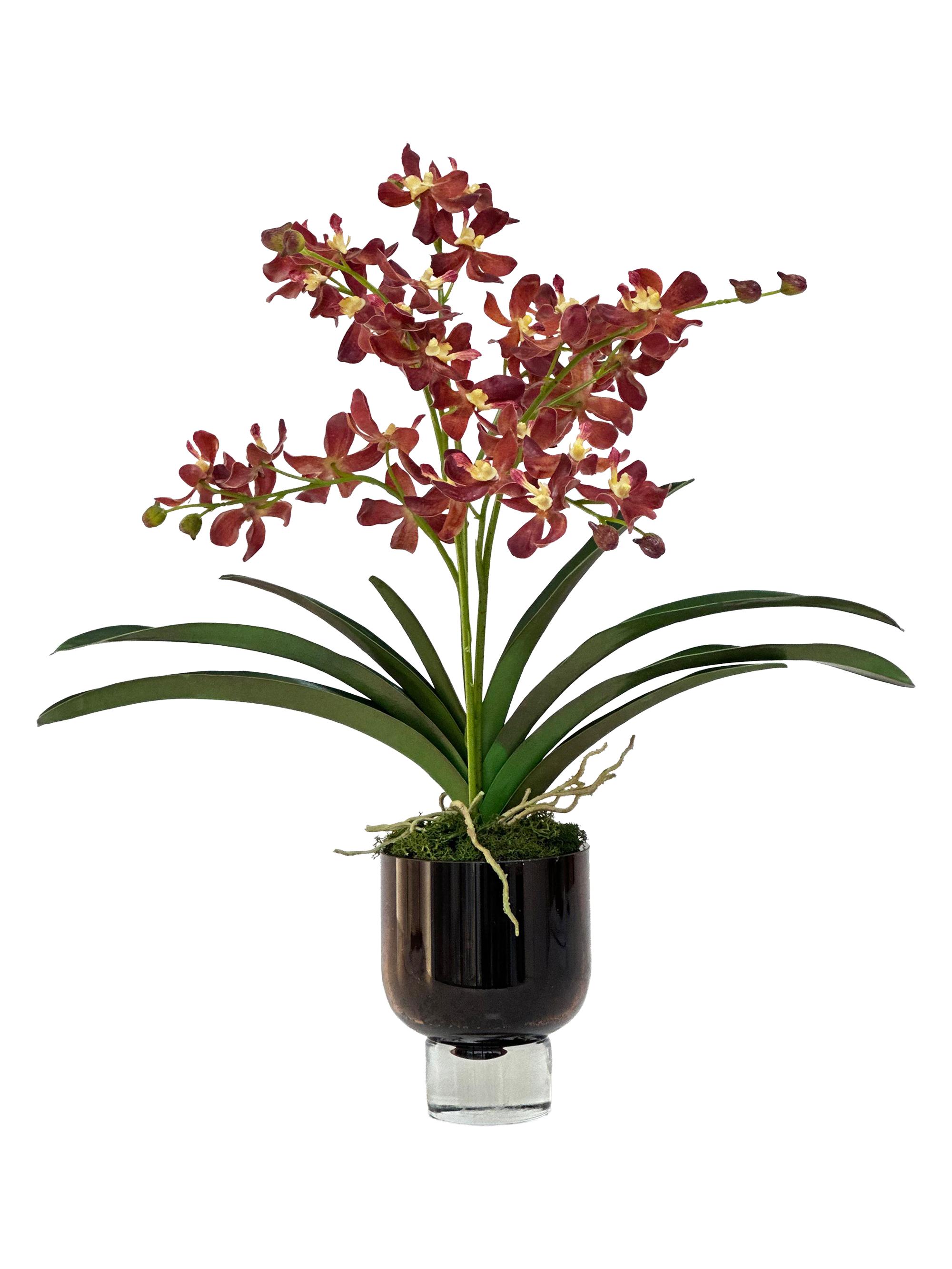 Winward Home Everyday Newness Refresh Imitation Vanda Lamellata Orchid In Glass Vase - Brown | Thumbnail 2