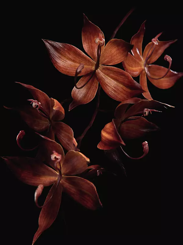 Imperial Orchid Evening Clutch: Designer Evening Bag, Black